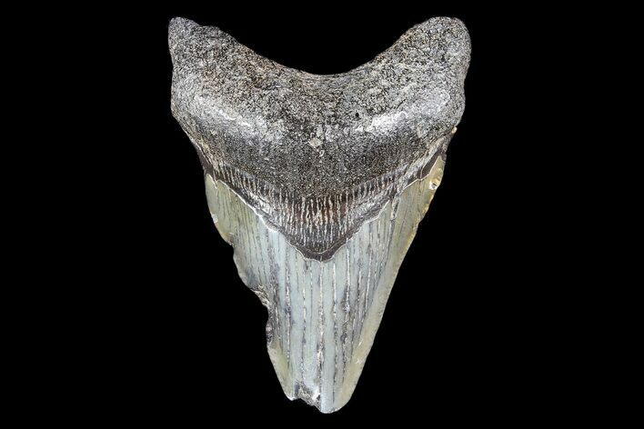 Bargain, Fossil Megalodon Tooth #89402